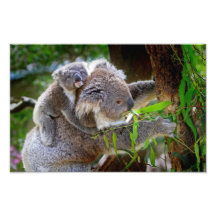 Koalas lindas impresiones fotográficas