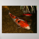 Koi (1).jpg poster