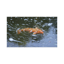 Koi - jardín del japonés de Portland Lona Envuelta Para Galerías