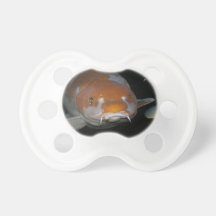 Koi napp