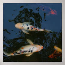 koi poster