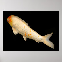 Koi Impresiones