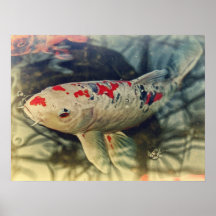 Koi tranquilo poster