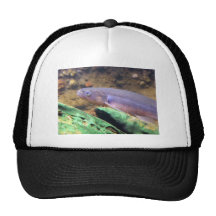Kokopu congregado gorra