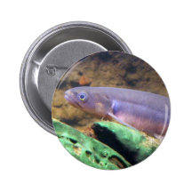 Kokopu congregado pins