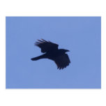 Krähe crow postkarte