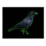 Krähe crow postkarte