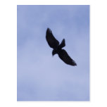 Krähe crow postkarten