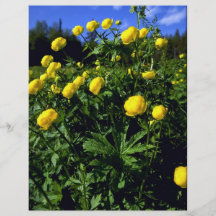 Kullero", flor provincial de Laponia Tarjeta Publicitaria