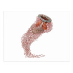 Kunstformen der Natur - Art Forms in Nature Postkarte