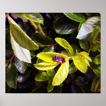 La abeja en verde sale del poster