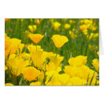La amapola anaranjada florece las tarjetas de feli