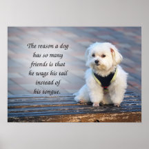 La amistad y la paciencia de un perro fiel poster