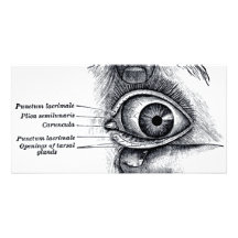 La anatomía del gris - globo del ojo tarjeta personal