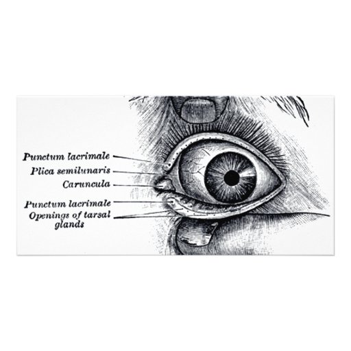 La anatomía del gris - globo del ojo tarjeta personal