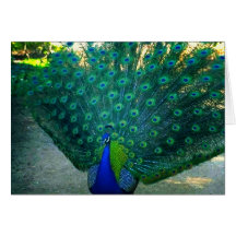 La belleza de un pavo real tarjeta