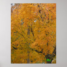 La belleza del otoño - Omaha Posters