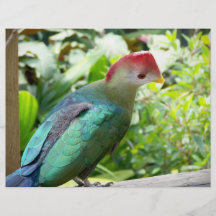 La cabeza colorida del pájaro giró el poste flyer personalizado