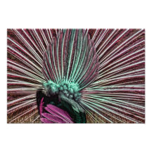 La cola del pavo real - plumas fabulosas rosa y ve fotos