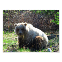 La comida campestre del oso de peluche fotografias