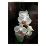 La condolencia blanca bonita de las orquídeas o le tarjeton