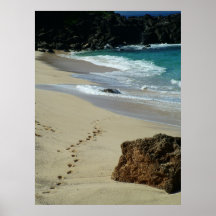 La ensenada del tiburón posters