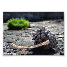 La esperanza de un Pinecone imprime Fotos