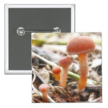 La familia de la seta pins