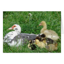 La familia de Muscovy más Gosling Tarjetón