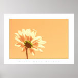 la flor colorea el melocotón pálido posters