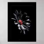 la flor colorea negro impresiones
