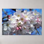 La flor de cerezo rosada florece el poster