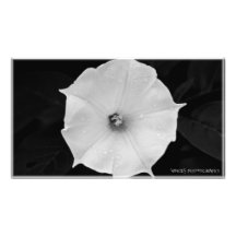 La flor fotografías  