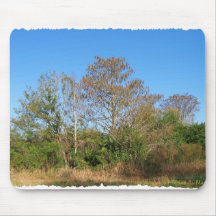 La Florida Cypress calvo en un rancho cenagoso Tapetes De Ratones