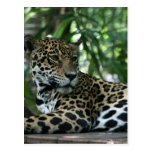 La Florida Jaguar que mira detrás que se acuesta Tarjetas Postales