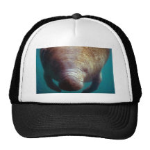 (la Florida) Manatee-subacuático al oeste indio Gorro De Camionero