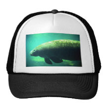 (la Florida) Manatee-subacuático al oeste indio Gorra