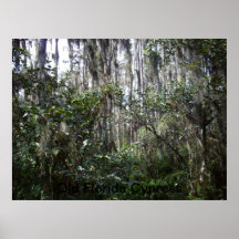 La Florida vieja Cypress Impresiones