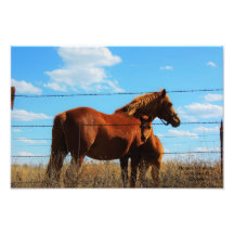 La foto que espera   del caballo