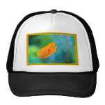 La fruta del alcohol es amor…. gorros  