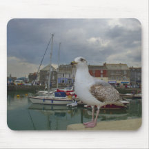 La gaviota de Padstow, Padstow, Cornualles, Reino  Alfombrillas De Ratón