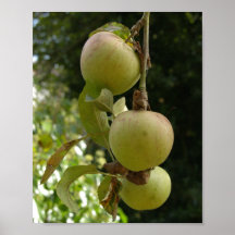 La generosidad del otoño poster