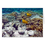 La gran barrera de coral tarjetas