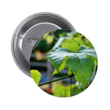 La hoja de la uva sale de verde pin