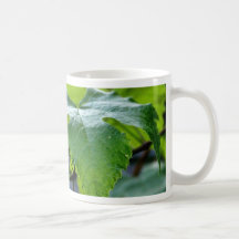 La hoja de la uva sale de verde taza de café