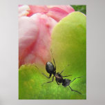 La hormiga y el Peony Impresiones