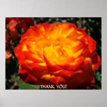 ¡La impresión anaranjada del rosa del REGALO del N Poster
