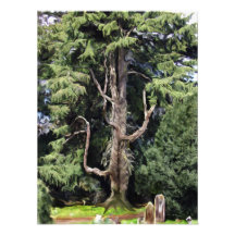 La impresión de la foto del árbol del misterio