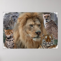 La impresión de la lona de los gatos grandes poster