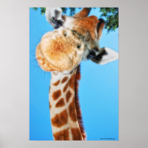 La jirafa Nosey Poster